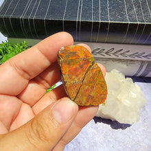 Load image into Gallery viewer, Ammolite "B"