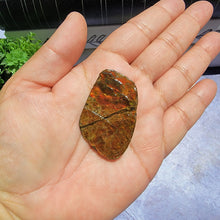 Load image into Gallery viewer, Ammolite "B"