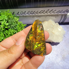 Load image into Gallery viewer, Ammolite "C"