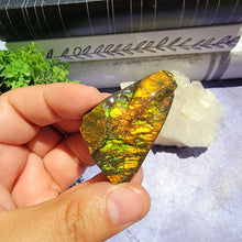 Load image into Gallery viewer, Ammolite "C"