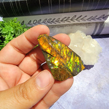 Load image into Gallery viewer, Ammolite "C"