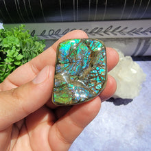 Load image into Gallery viewer, Ammolite "E"