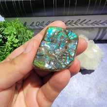 Load image into Gallery viewer, Ammolite "E"