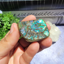 Load image into Gallery viewer, Ammolite "E"