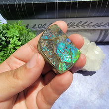 Load image into Gallery viewer, Ammolite "E"