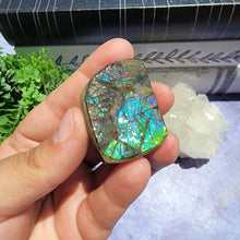 Load image into Gallery viewer, Ammolite "E"