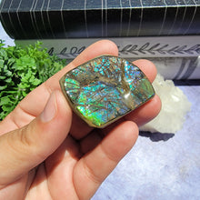 Load image into Gallery viewer, Ammolite "E"