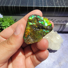 Load image into Gallery viewer, Ammolite "G"