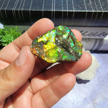 Load image into Gallery viewer, Ammolite "G"