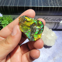 Load image into Gallery viewer, Ammolite "G"