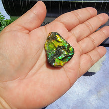 Load image into Gallery viewer, Ammolite "G"
