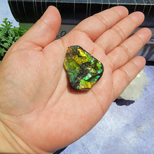 Load image into Gallery viewer, Ammolite "G"