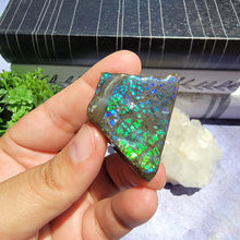Load image into Gallery viewer, Ammolite "A"