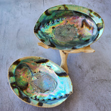 Load image into Gallery viewer, Abalone Shell with Natural Wood Stand