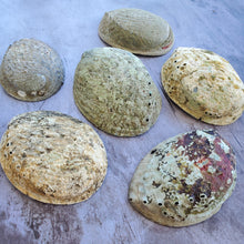 Load image into Gallery viewer, Abalone Shell with Natural Wood Stand