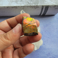 Load image into Gallery viewer, Ammolite "D"