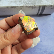 Load image into Gallery viewer, Ammolite "D"
