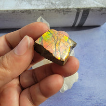 Load image into Gallery viewer, Ammolite "D"