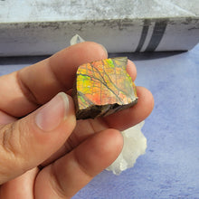 Load image into Gallery viewer, Ammolite "D"