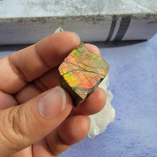 Load image into Gallery viewer, Ammolite "D"