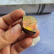 Load image into Gallery viewer, Ammolite "D"