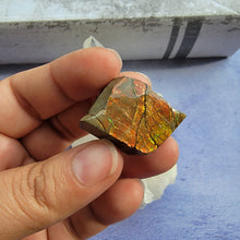 Load image into Gallery viewer, Ammolite "D"