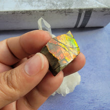 Load image into Gallery viewer, Ammolite "D"