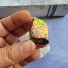 Load image into Gallery viewer, Ammolite "D"