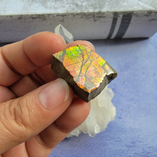 Load image into Gallery viewer, Ammolite "D"