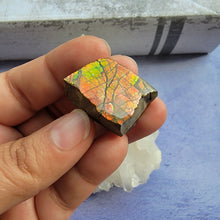 Load image into Gallery viewer, Ammolite "D"