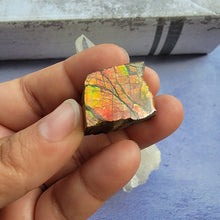 Load image into Gallery viewer, Ammolite "D"