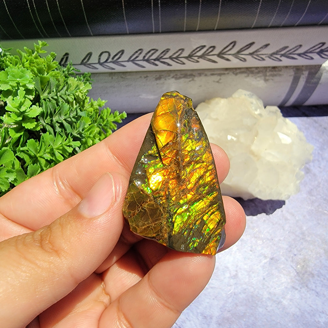 Ammolite 