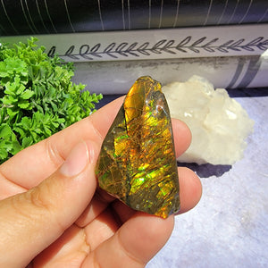 Ammolite "C"