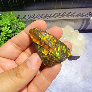 Ammolite "C"