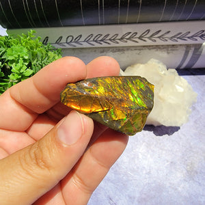 Ammolite "C"