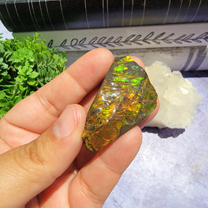 Ammolite "C"