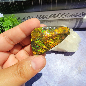 Ammolite "C"