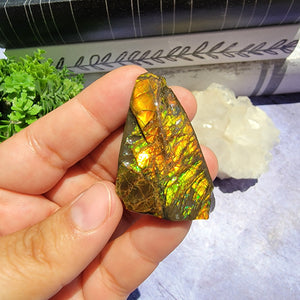 Ammolite "C"