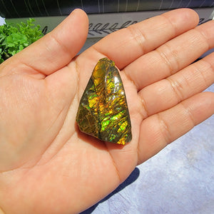 Ammolite "C"