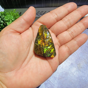 Ammolite "C"