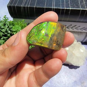 Ammolite "F"