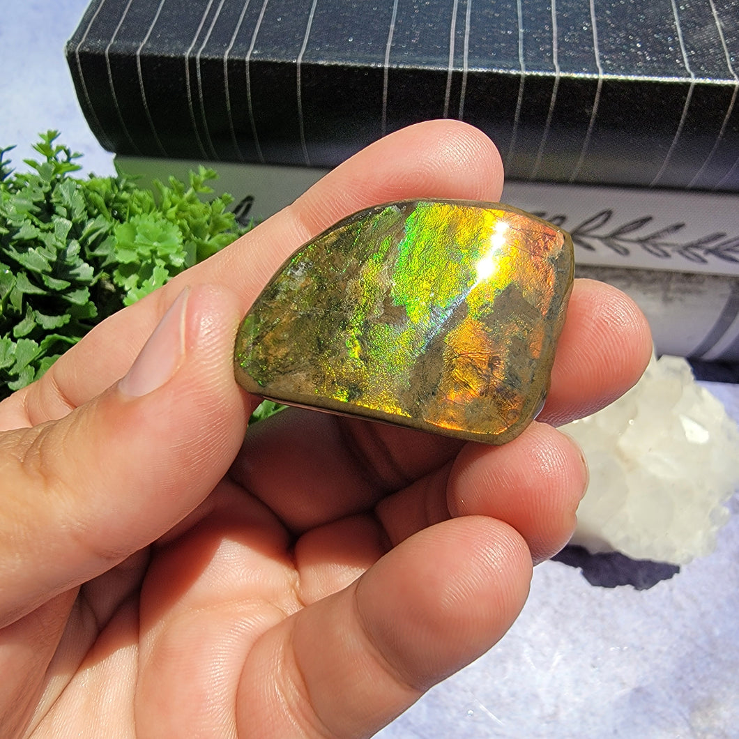 Ammolite 