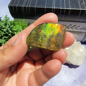 Ammolite "F"