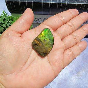 Ammolite "F"