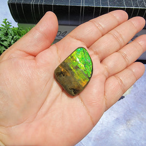 Ammolite "F"