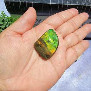 Ammolite "F"