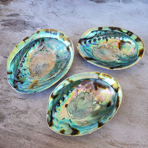 Abalone Shells