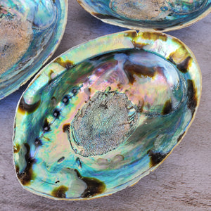 Abalone Shells