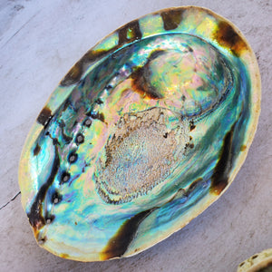 Abalone Shells