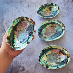 Abalone Shells